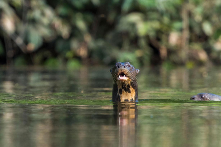 RESERVA NACIONAL DE TAMBOPATA 2 DÍAS DE AVENTURA