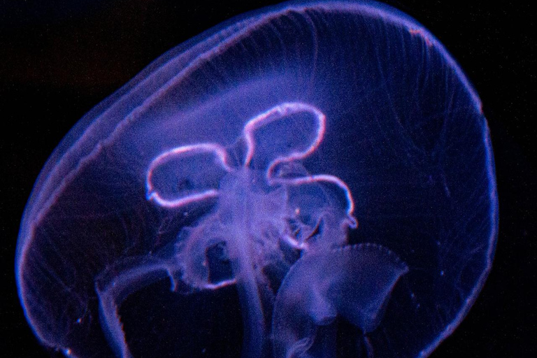 Río de Janeiro: ticket de entrada a AquaRio