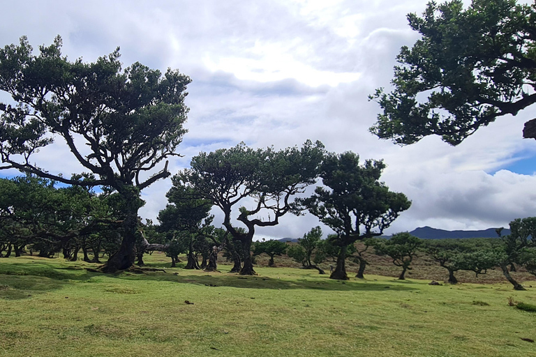 فونشال: جولة عائلية في جزيرة ماديراجولة عائلية في جزيرة ماديرا