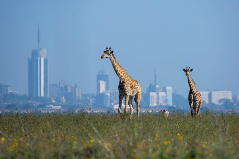 Tour guiado de medio día al Parque Nacional de Nairobi