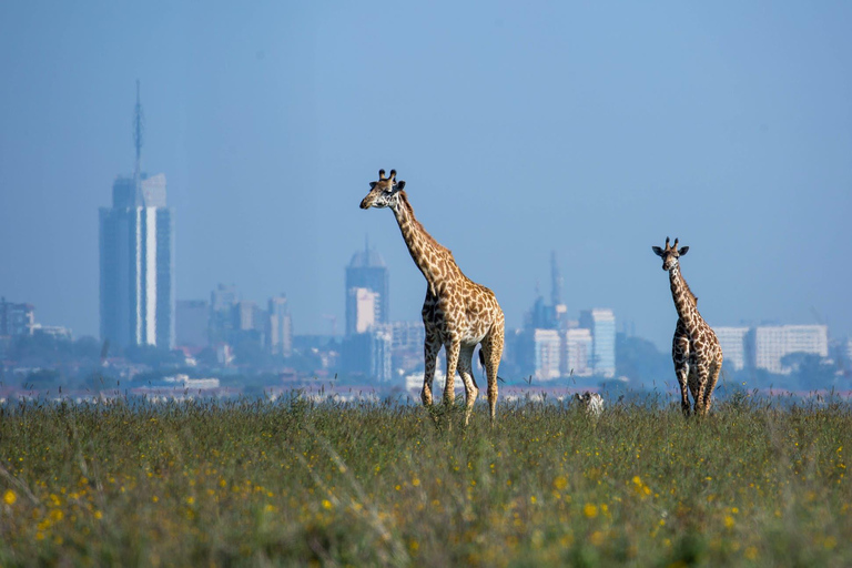 6 Hour Private Tour Nairobi National Park by Jeep