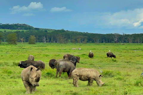 Nairobi: Lake Nakuru National Park Safari with Lunch