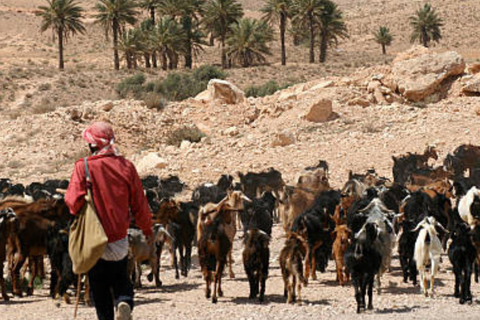 From Djerba : Day Trip Desert Douz and MatmataVon Djerba aus: Tagestour Wüste Douz und Matmata