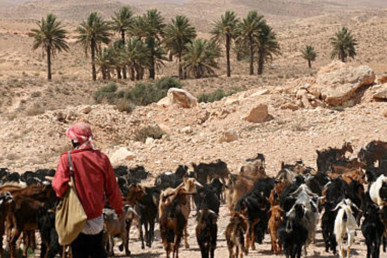 From Djerba : Douz and Matmata Day Trip Desert
