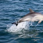 Cascais: Tour in motoscafo per osservare i delfini