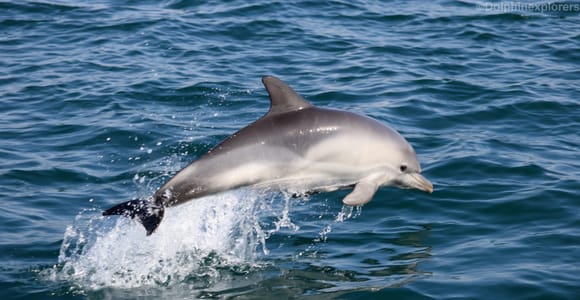 Cascais: Dolphin Watching Tour