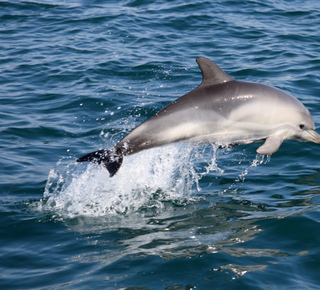 Avvistamento dei delfini a Cascais