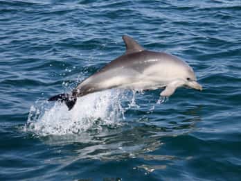 Cascais: Tour in motoscafo per osservare i delfini