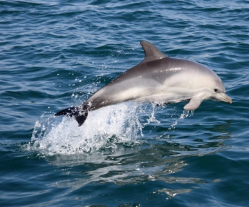 Cascais: Excursión en lancha rápida para avistar delfines