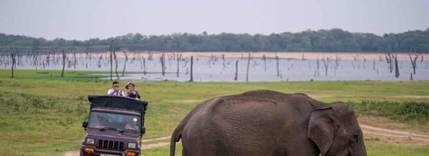 De Trincomalee à Sigiriya : visite d'un village rural et safari à dos d'éléphant