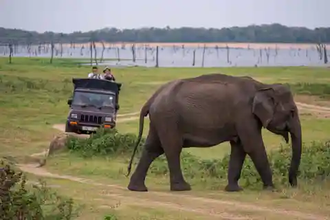 Trincomalee to Sigiriya:Rural Village Tour & Elephant Safari