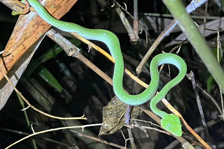 Jungle Night Tour : Finding Snakes and Night Species Jungle Night Tour : Finding Snake and night species