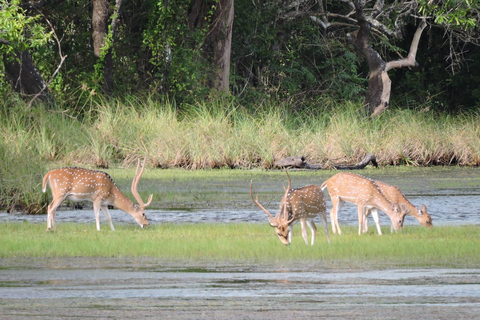 Yala/Mirissa: All Inclusive Full-Day Safari at Yala Park Mirissa/Weligama: All Inclusive Full-Day Safari at Yala Park