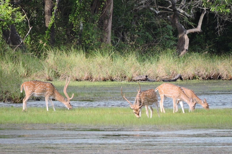 Yala/Mirissa: All Inclusive Full-Day Safari at Yala Park Mirissa/Weligama: All Inclusive Full-Day Safari at Yala Park