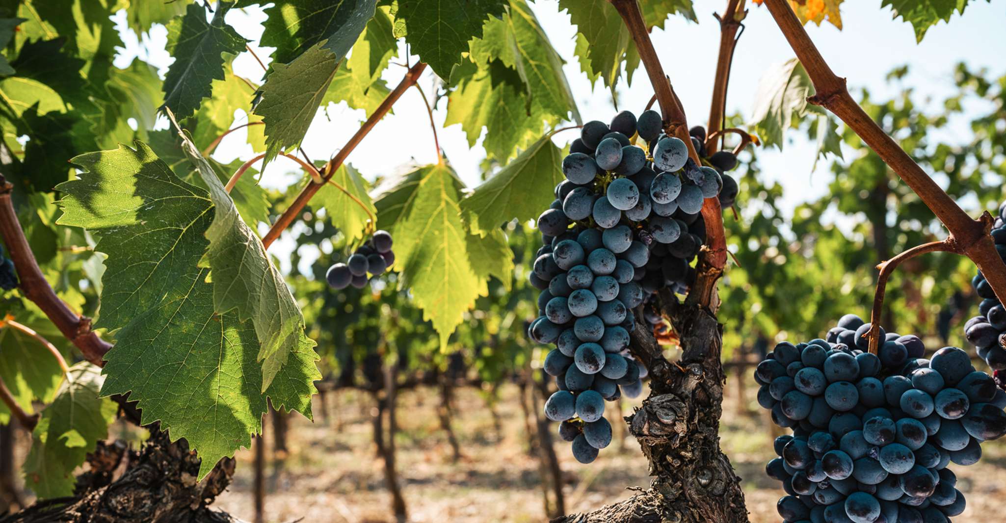 Florence: Chianti Vineyards Tour with Wine Tasting & Dinner photo 10