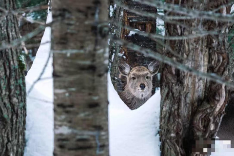 Small Group：A 4-day exploration of Eastern Hokkaido February