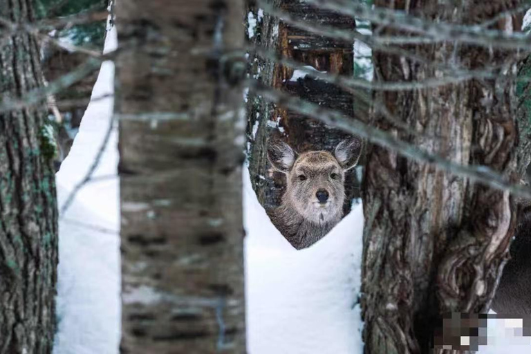Small Group：A 4-day exploration of Eastern Hokkaido February