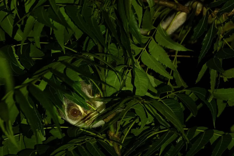 Into the Night: Open-Roof Jeep Adventure Around Sigiriya