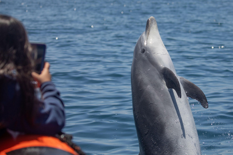 Newport Beach: Whale and Dolphin-Watching Cruise