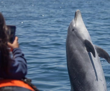 Newport Beach: Valskådningskryssning och delfinskådning