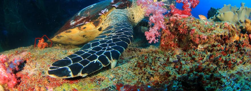 Antalya/Kemer : expérience de plongée sous-marine avec 2 plongées et déjeuner