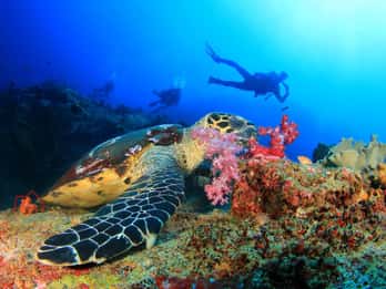 Antalya/Kemer: esperienza di immersione subacquea con 2 immersioni e pranzo