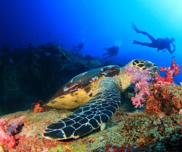 Antalya/Kemer: Scuba Diving Experience with 2 Dives & Lunch