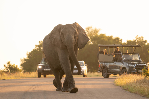 10 Daagse reis van Kaapstad naar het Krugerpark: ALL INCLUSIVE RONDREIS