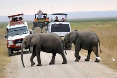 Nairobi : Safari de 3 jours en camping dans le parc national d&#039;AmboseliNairobi : 3 jours de safari en camping dans le parc national d&#039;Amboseli