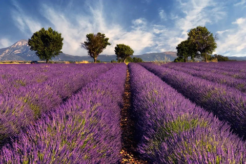 Provence: Valensole Lavender Fields Guided Full-Day Tour