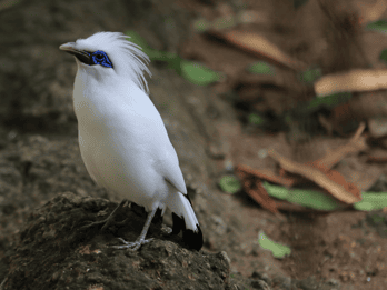 Bali: White Starling Village, Jatiluwih, and Waterfall Tour