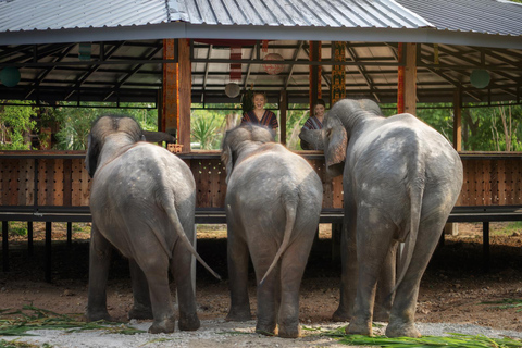 Chiang Mai: Programma di alimentazione etica per gli incontri con gli elefanti