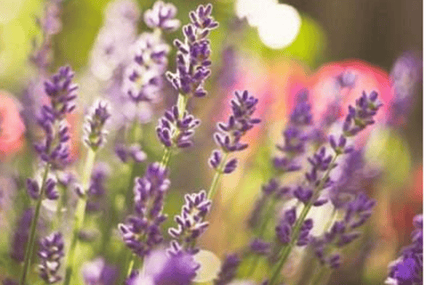 Ecoherbes - Bezoek met gids aan de botanische tuin