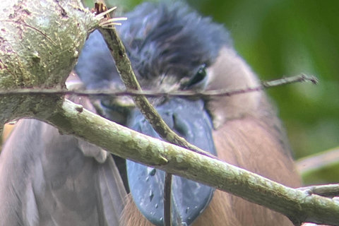 Cahuita: Walking Tour and Wildlife Sightseeing, Tour with Tour Guide