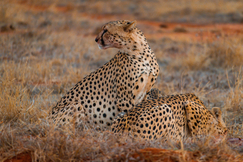 From Diani Beach or Mombasa: 2-Day Tsavo East Safari