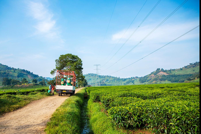 2-dniowa wycieczka kawowa nad jezioro Kivu2 dni od ziarna do filiżanki – kawa z jeziora Kivu