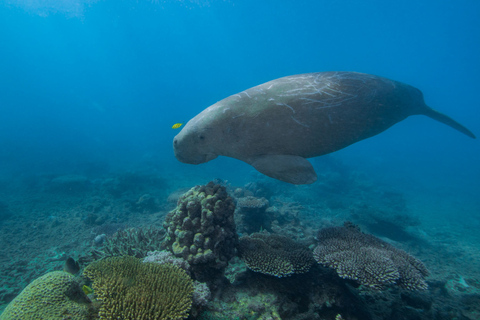 Cairns: Schnorcheln und Tauchen am Great Barrier ReefUmfassende All-inclusive-Tour mit tropischem Mittagsbuffet