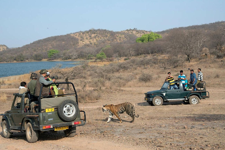 Från Jaipur: Privat rundtur med tigersafari i Ranthambore över natten