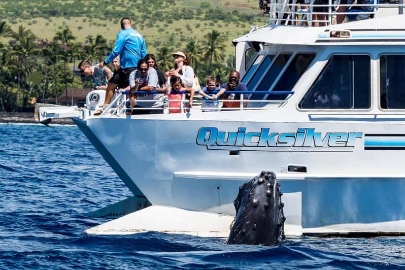 From Lahaina Turtle Town Snorkel Aboard the Quicksilver GetYourGuide