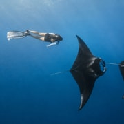 Bali/Nusa Penida: Manta Point Snorkeling & West Coast Tour