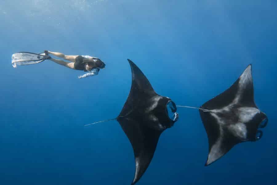 Bali/Nusa Penida: Schnorcheln am Manta Point & Westküste. Foto: GetYourGuide Bali/Nusa Penida: Schnorcheln am Manta Point & Westküste. Foto: GetYourGuide