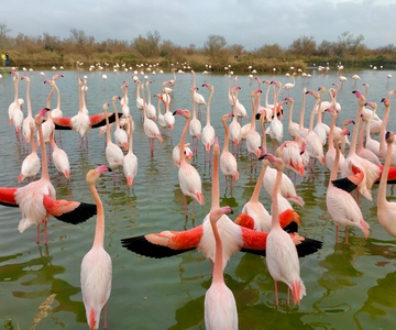 Arles & Camargue Natural Park (including Aigues Mortes)