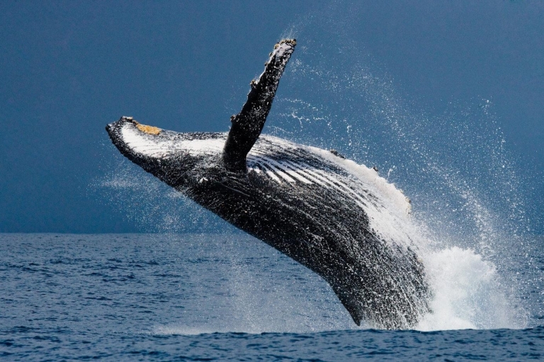 Drake Bay: Dolfijn- en walvistour