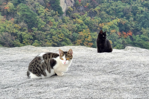 Marvel of Nature: Hiking in Bukhansan Mountain National Park