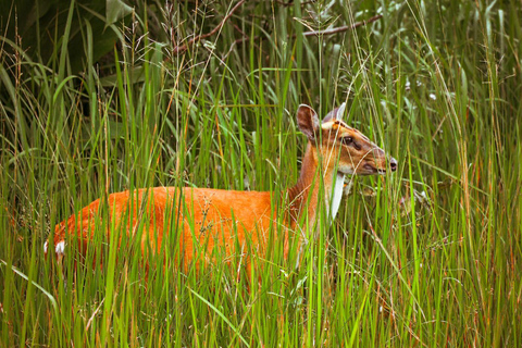 Bangkok: Khao Yai Vandringstur i liten grupp i Khao Yai nationalparkPrivat tur med upphämtning från hotell och avlämning