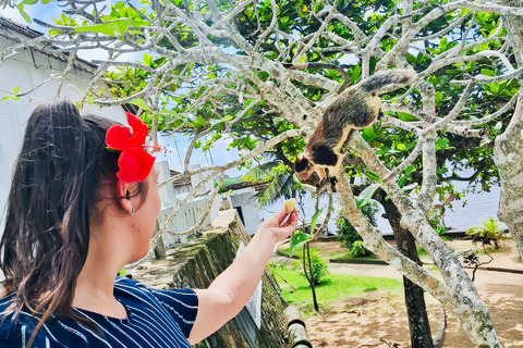 Da Colombo: tour privato all-inclusive di un giorno a Galle e MirissaGalle: tour privato di un giorno lungo la costa meridionale con snorkeling