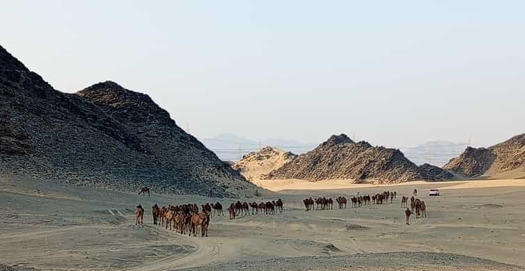 Jeddah Desert Safari: Quad Biking, Camel Farm & Sunset Views photo 10
