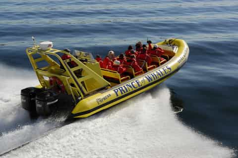 Victoria: 3-Hour Whale Watching Tour in a Zodiac Boat
