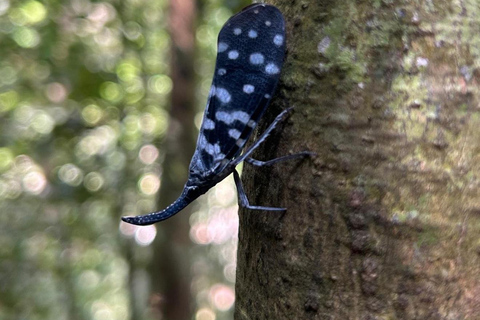 4 Hour Sinharaja Rainforest Tour