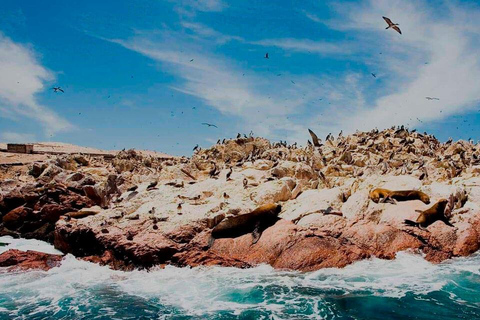 From Lima: Ballestas Islands + Huacachina Oasis 1-Day